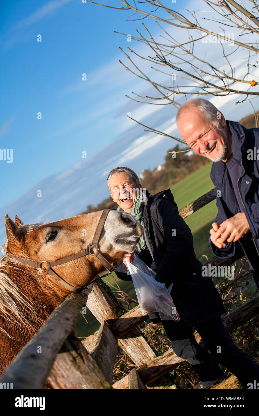 Elderly couple petting a horse in a paddock Stock Photo