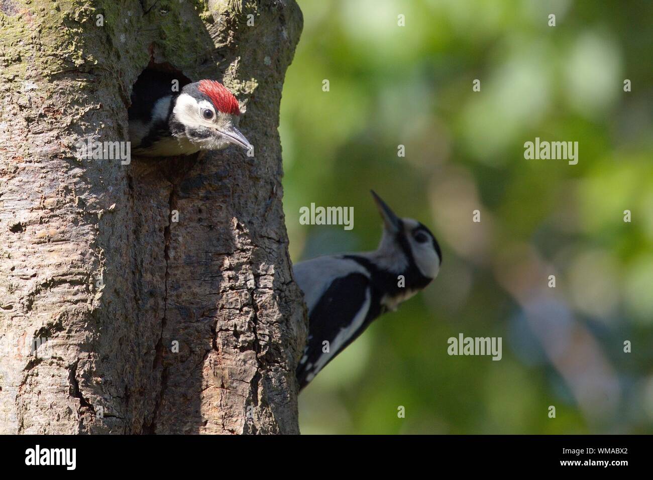 Great Spotted Woodpeckers On Tree Stock Photo