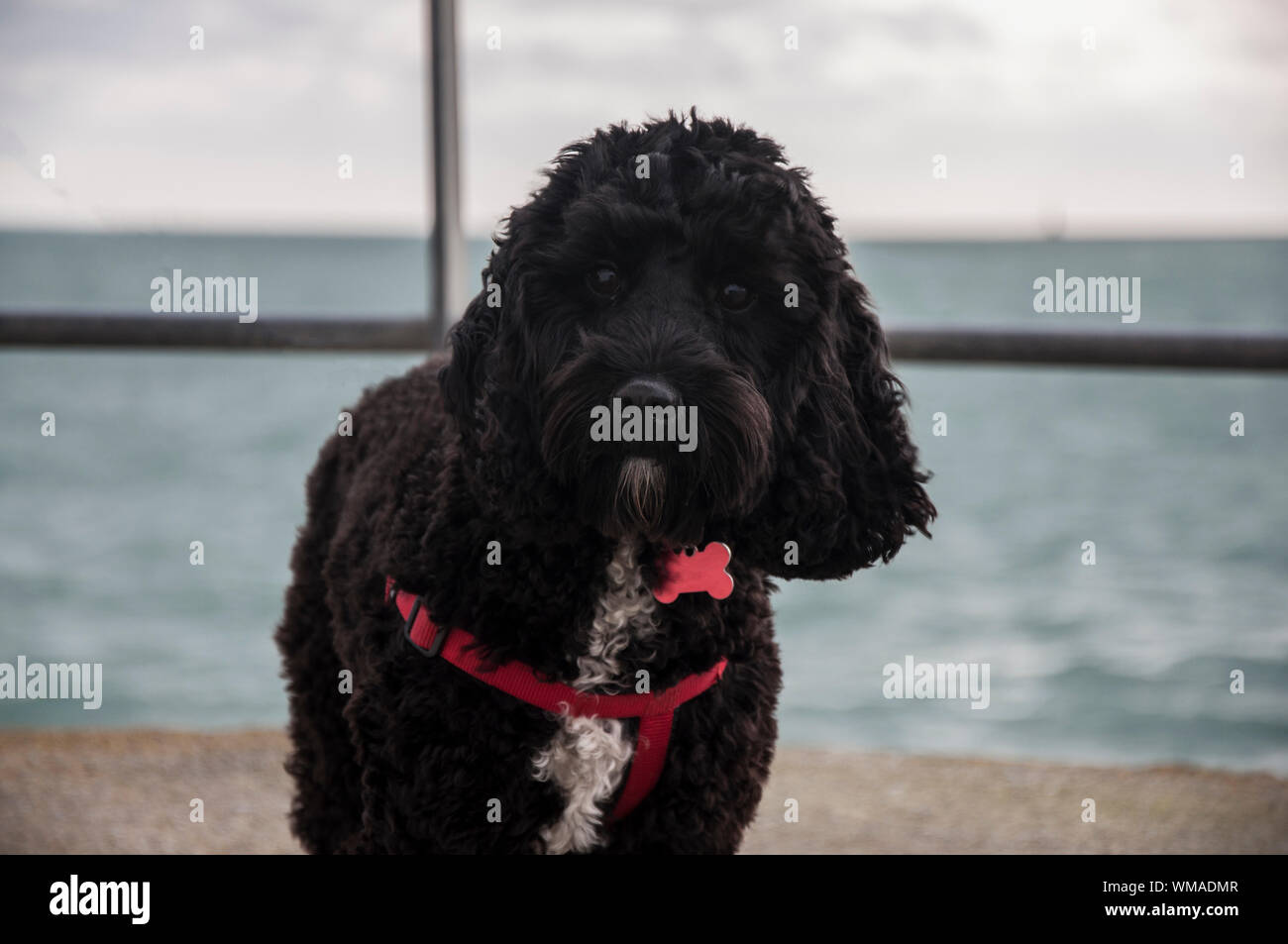 Picture Cockapoo Standing Black cockapoo hi-res stock photography and images - Alamy