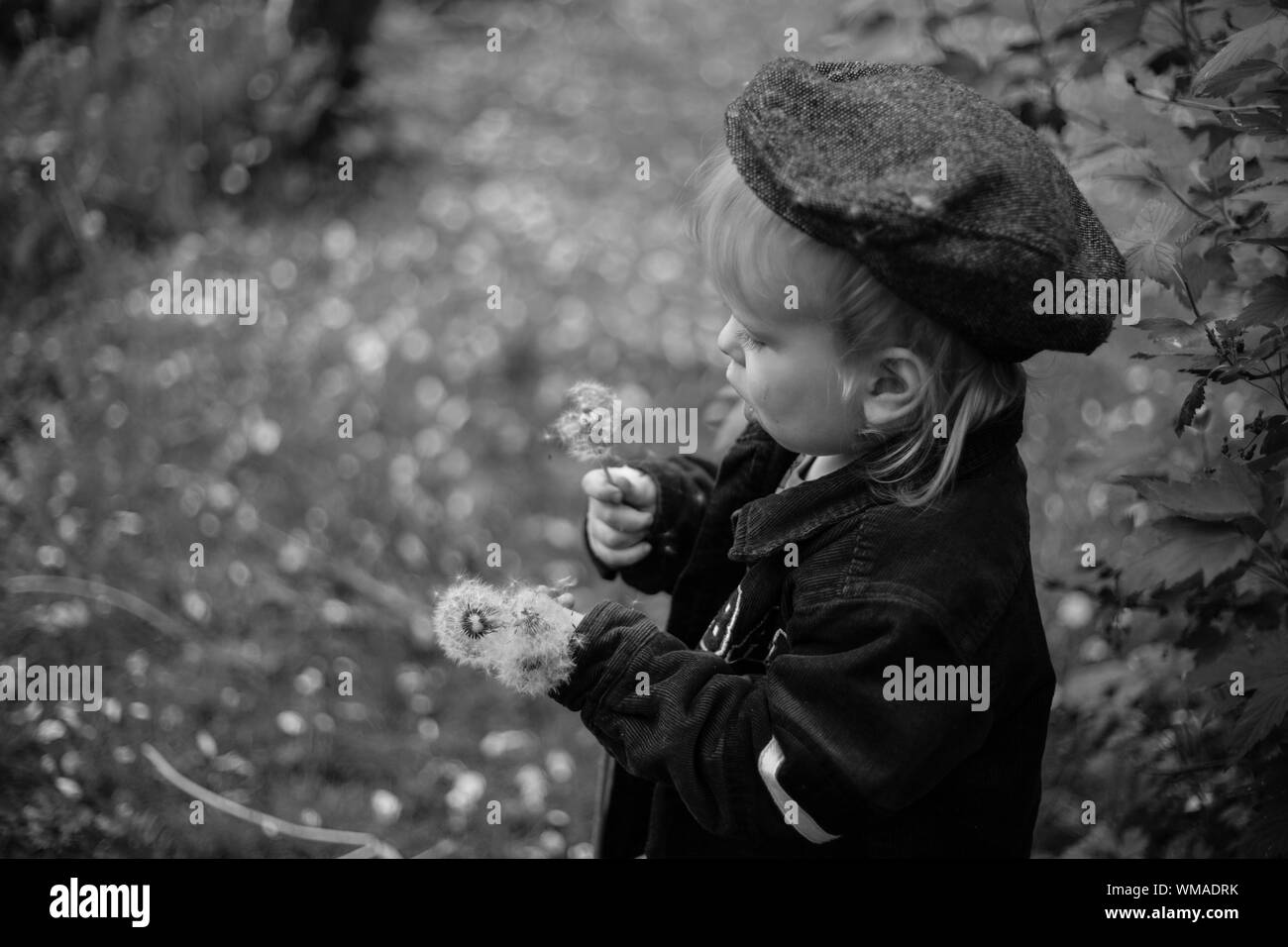 Portrait Of Child With Dandelions Stock Photo