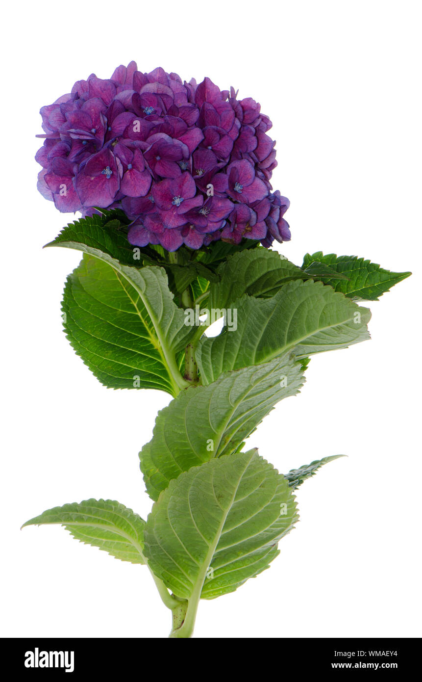 Lacecap Hydrangea (macrophylla normalis) isolated on white background. Stock Photo