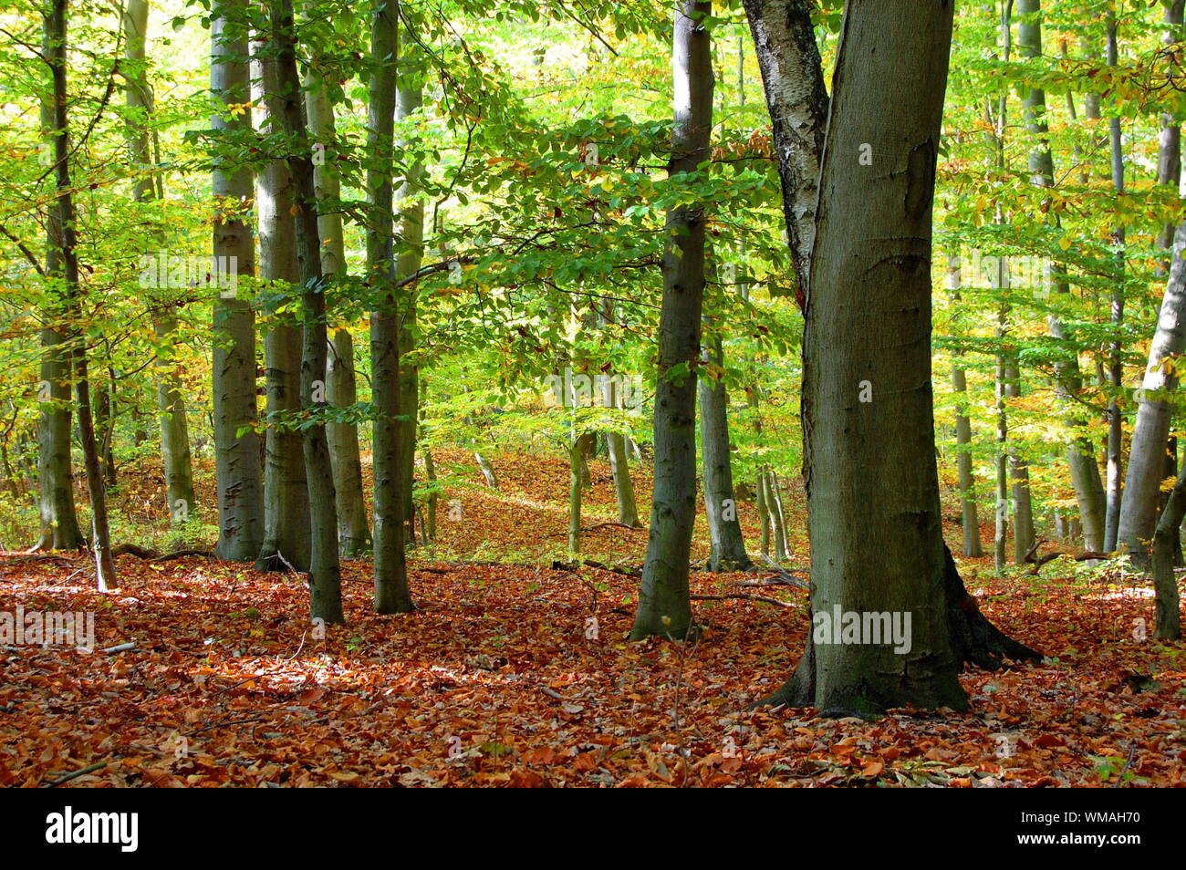 autumn in the forest with golden leaves on trees Stock Photo - Alamy