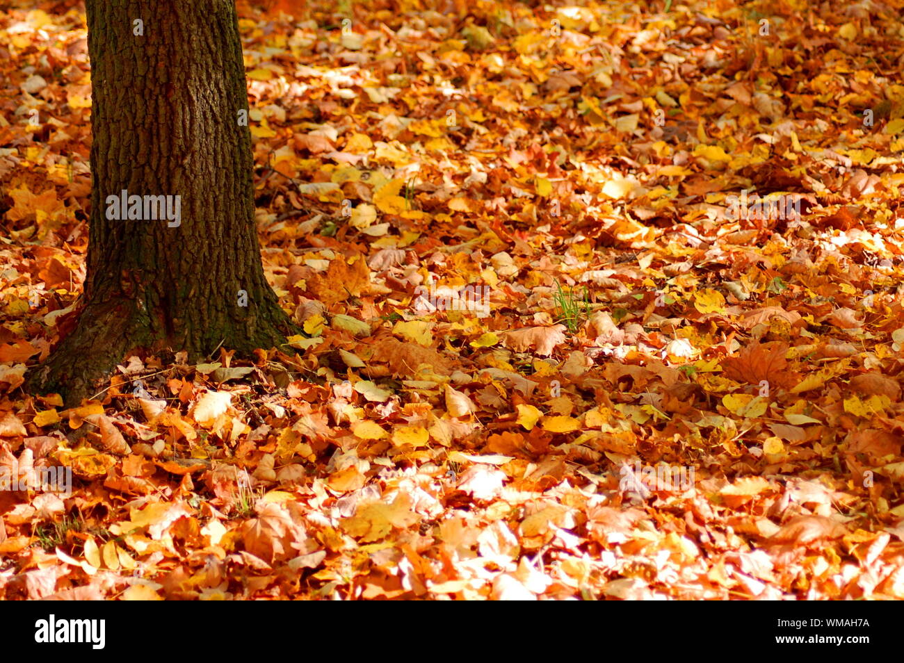 autumn in the forest with golden leaves on trees Stock Photo - Alamy
