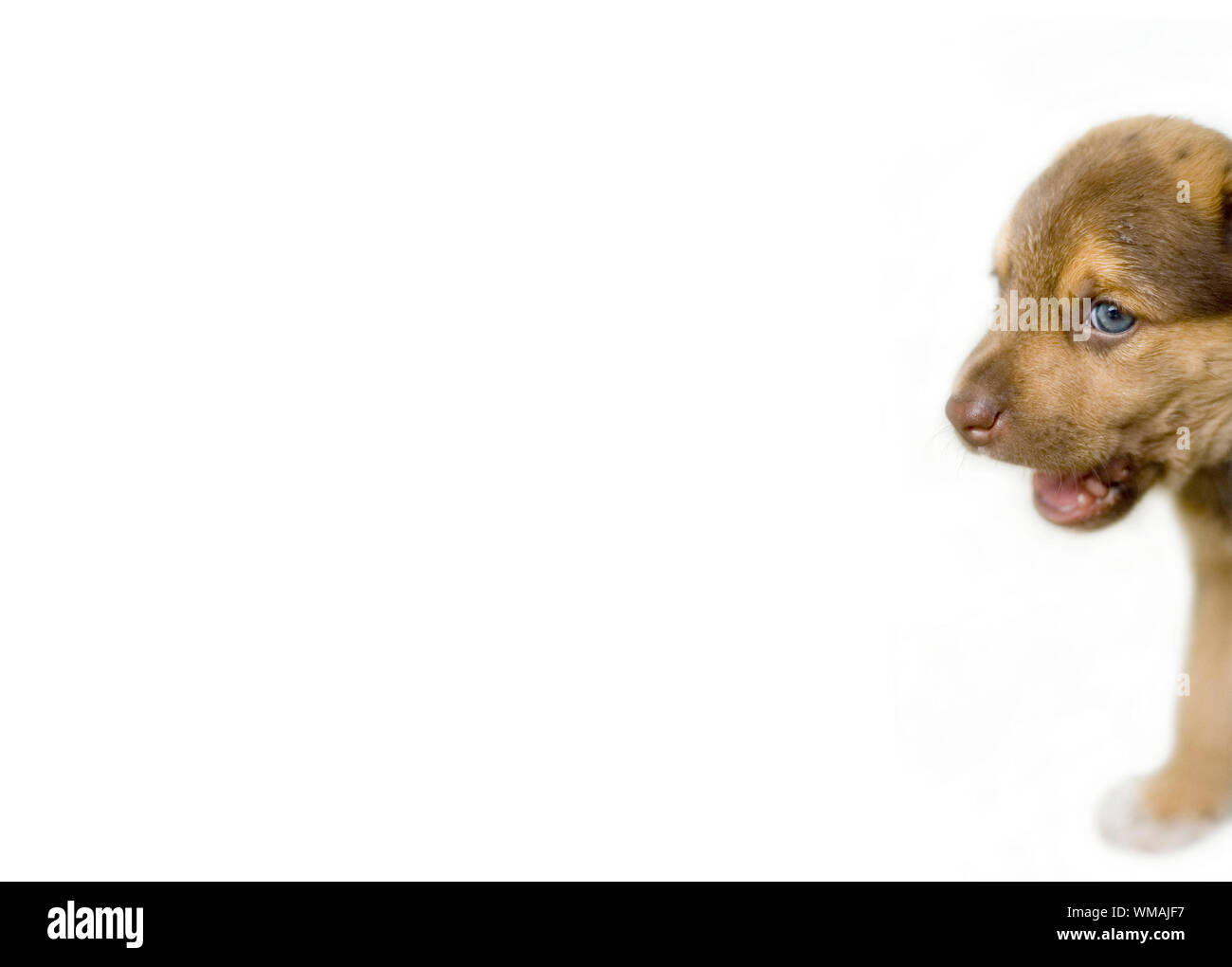 puppy hide behind the wall Stock Photo Alamy