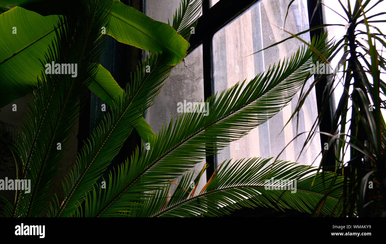 Low Angle View Of Tropical Plants Stock Photo