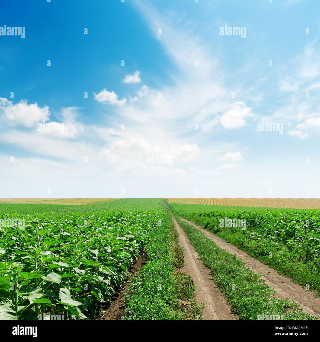 rural road in green fields and clouds in blue sky Stock Photo - Alamy