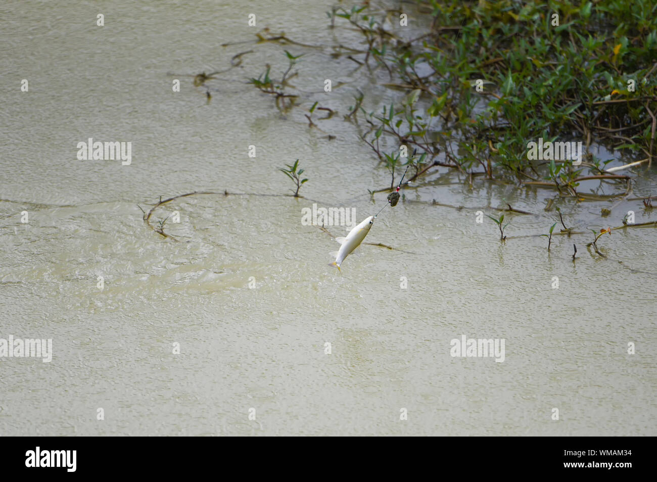 Fishing hook on the river / Sports fly fishing fisherman pulling off spinner close up shot of a fish hook underwater - freshwater fish Stock Photo
