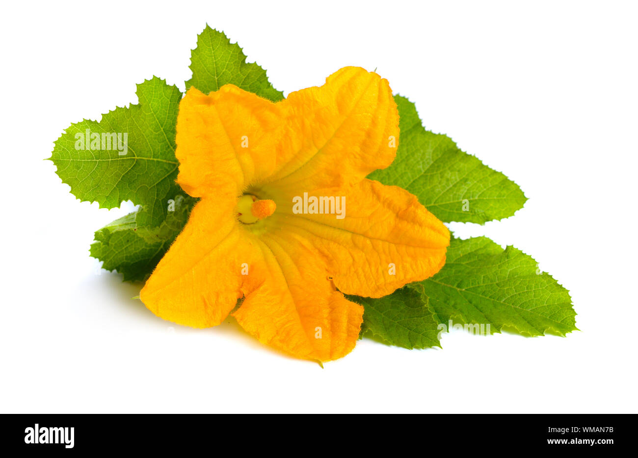 Zucchini or courgette flowers isolated on white background. Stock Photo