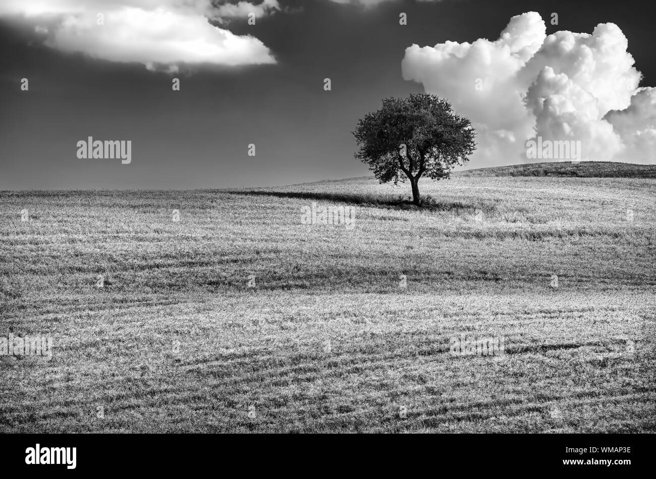 Black and white photo of a lonely tree on the hill, beautiful cloudy ...