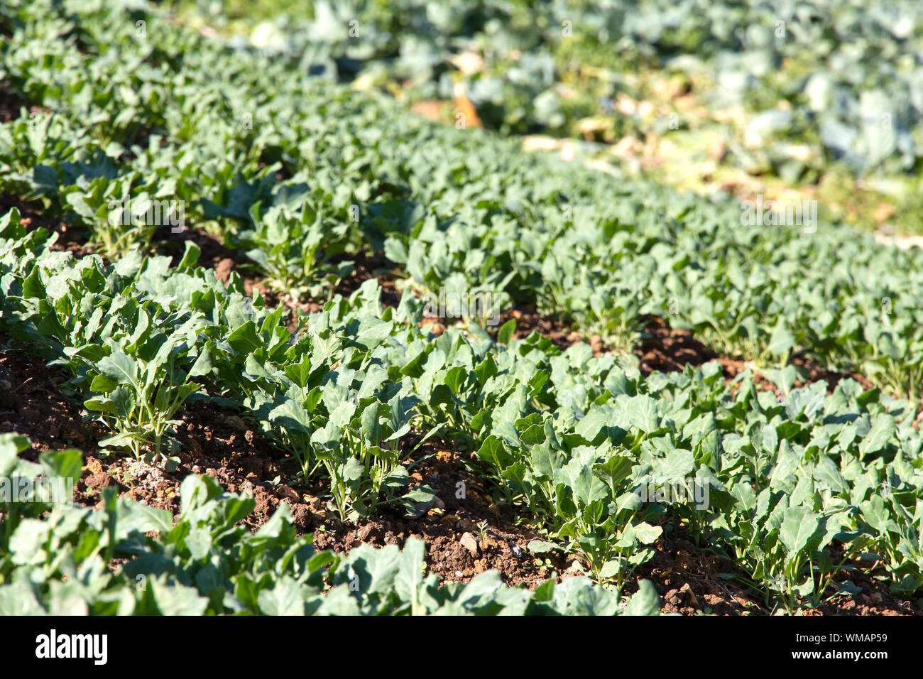 fresh chinese kale vegetable Stock Photo Alamy