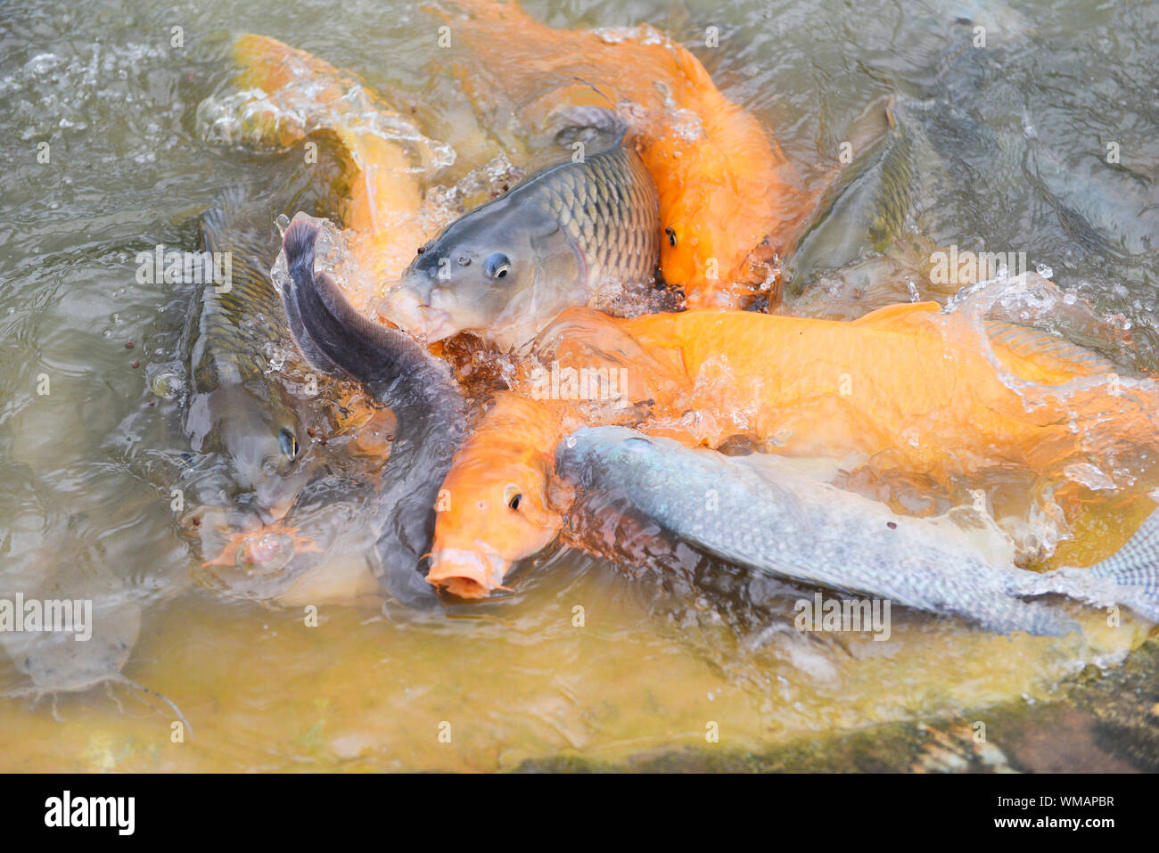 Golden carp fish tilapia or orange carp and catfish eating from feeding food on water surface ponds / Freshwater fish farm Stock Photo
