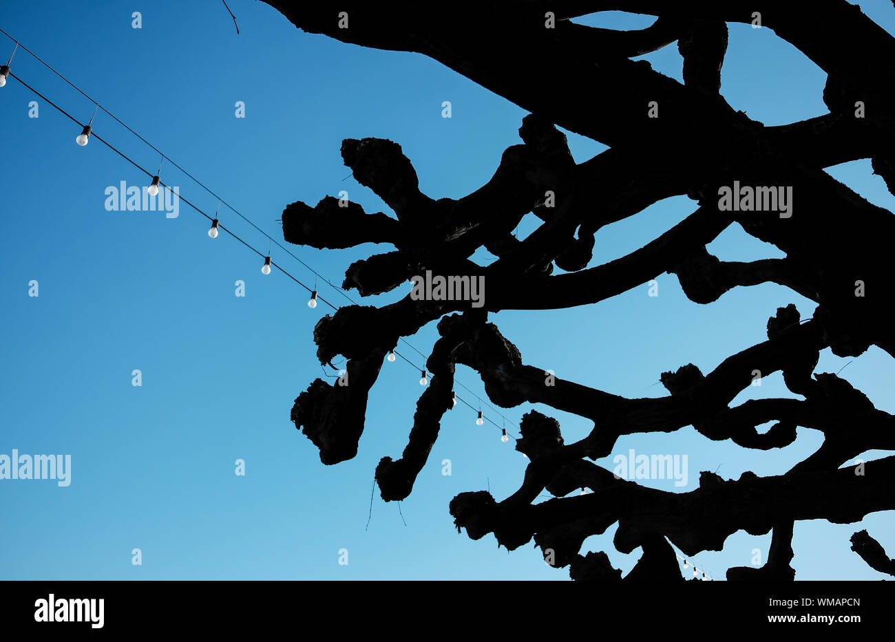 Low hanging tree branches hi-res stock photography and images - Alamy