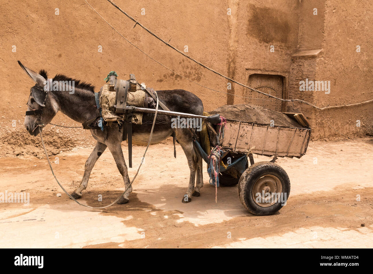 frustrare Purcel Leopard donkey pulling cart salt de bungee În special