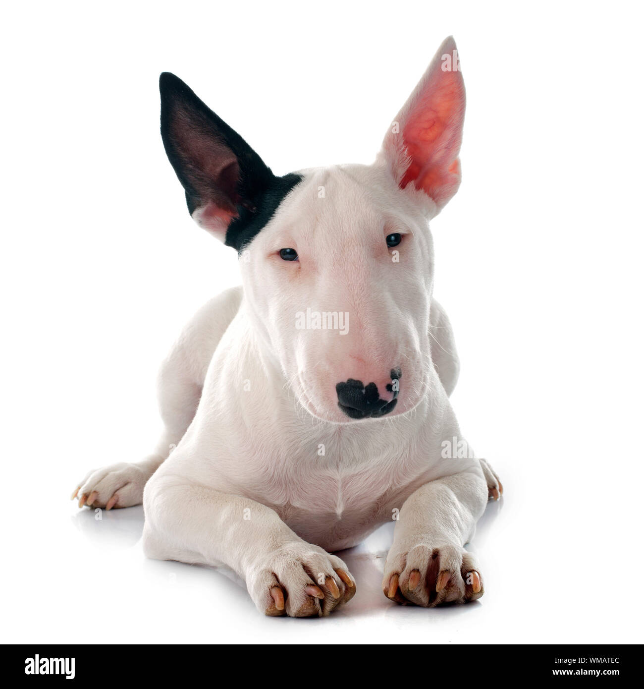 Pitbull puppy hi-res stock photography and images - Page 15 - Alamy