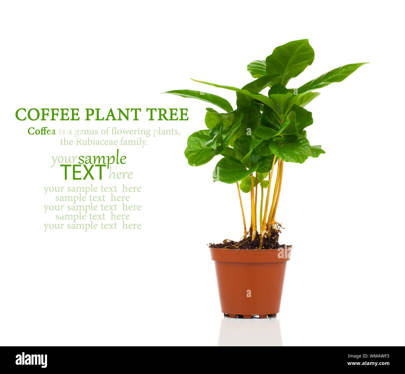 coffee plant tree growing seedling in soil pile isolated on white