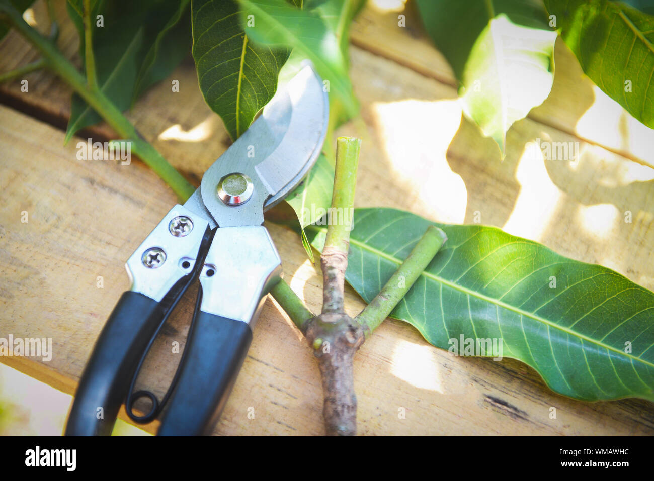 pruning shears in the garden agriculture / Gardening tool and works