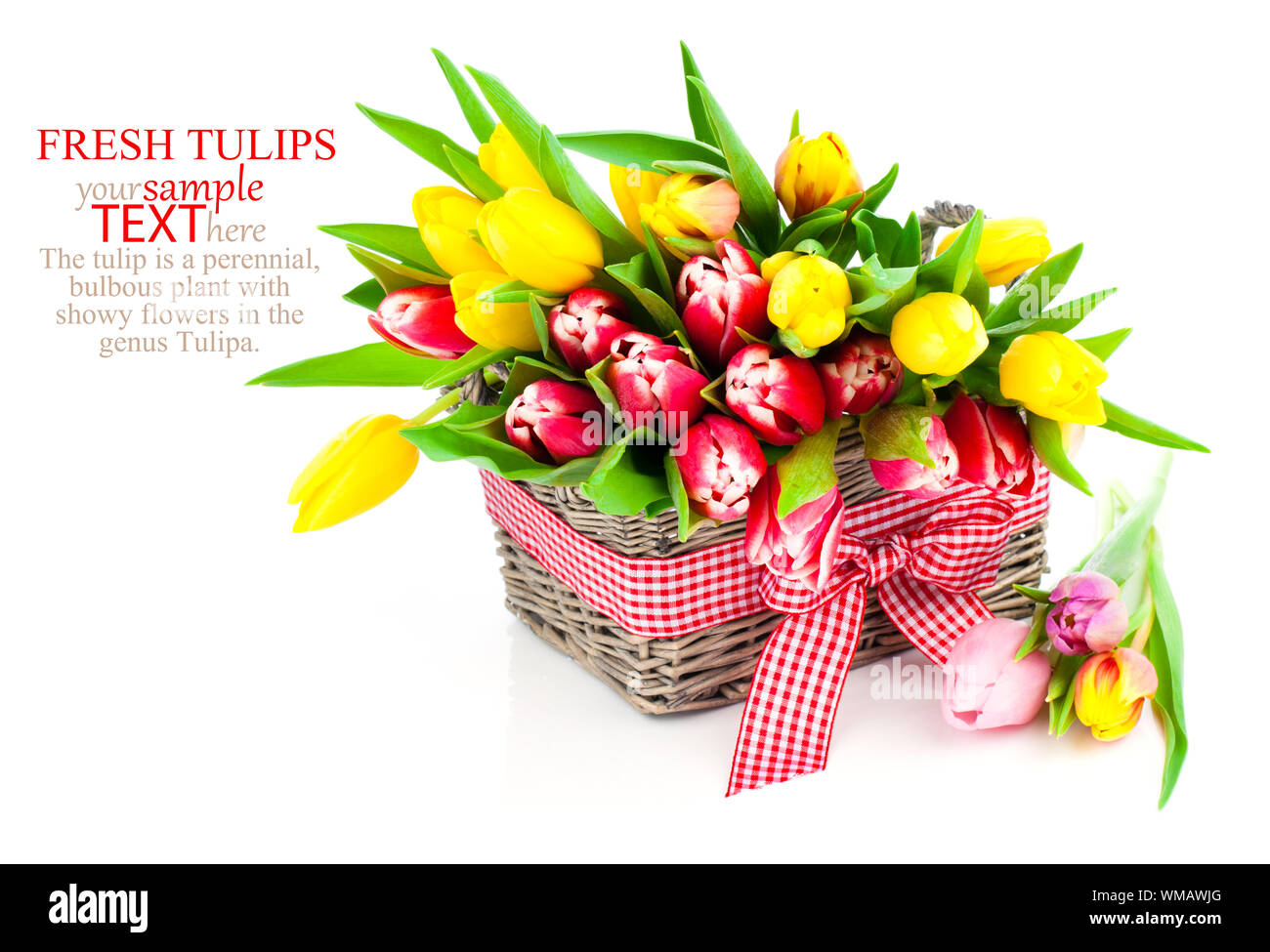 tulips in a basket on a white background Stock Photo - Alamy