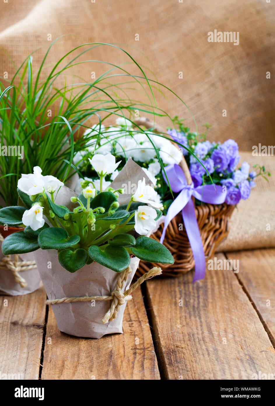 blue and white Campanula terry flowers, and white Saintpaulias flowers in paper packaging, on sackcloth wooden background Stock Photo