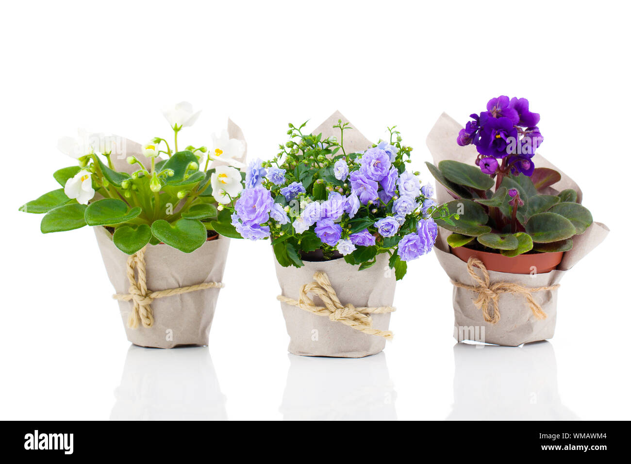 blue Campanula terry, blue and white Saintpaulias flowers in paper packaging, isolated on white background Stock Photo
