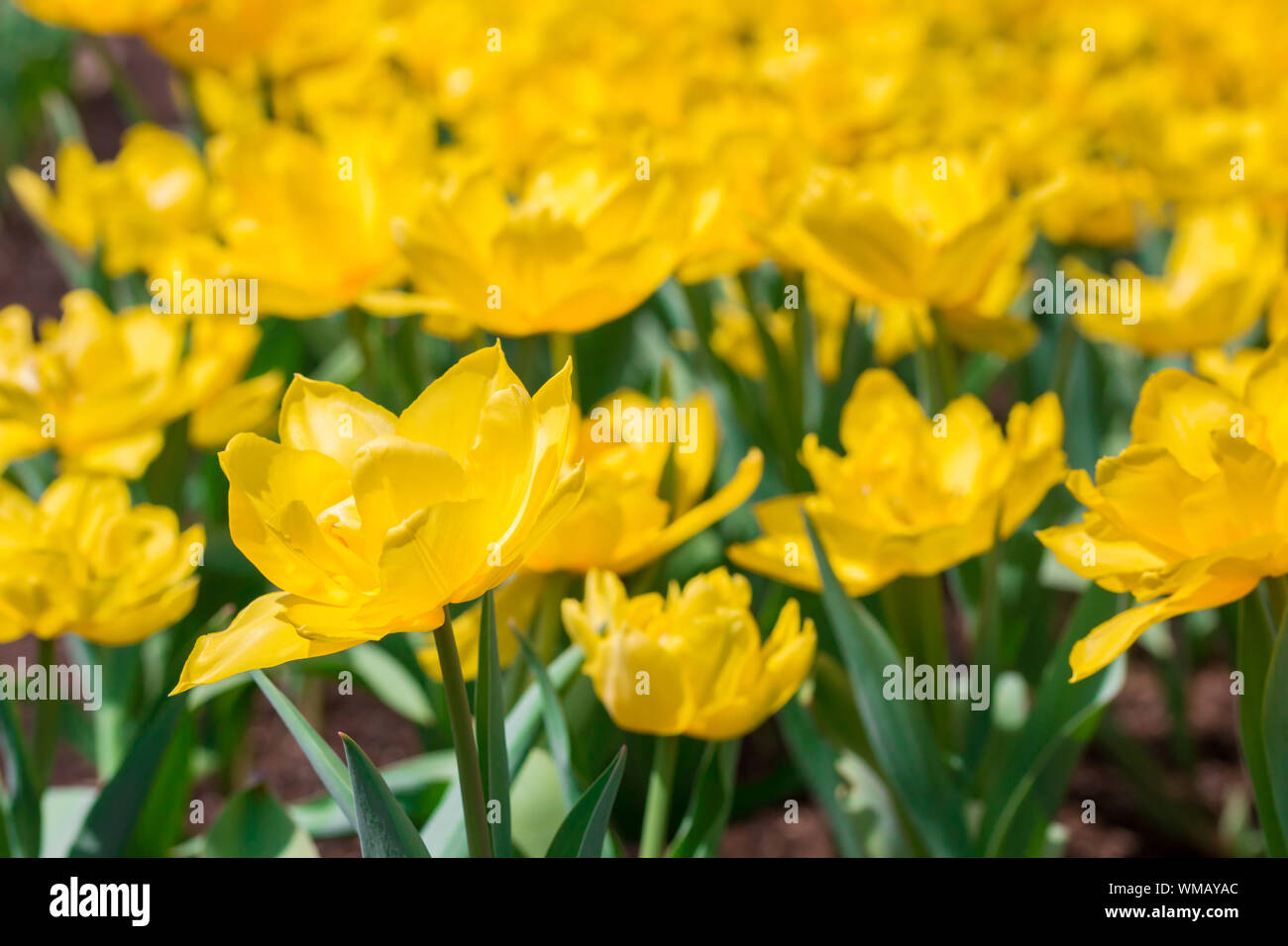Beautiful floral yellow tulips in flowers garden Stock Photo - Alamy