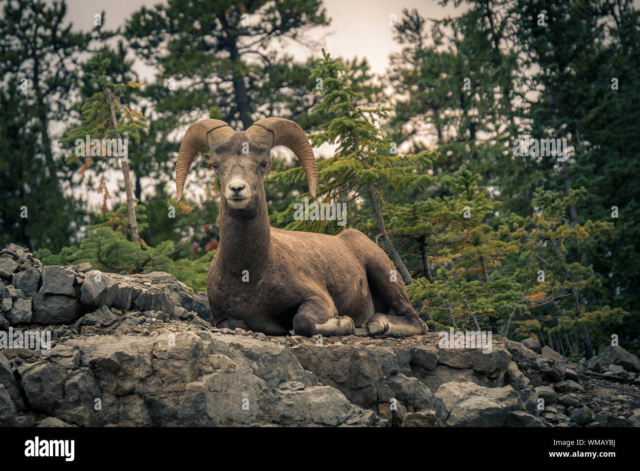 Bighorn Sheep Sitting On Rock Against Trees At Forest Stock Photo - Alamy Bighorn Sheep Sitting On Rock Against Trees At Forest Stock Photo - Alamy
