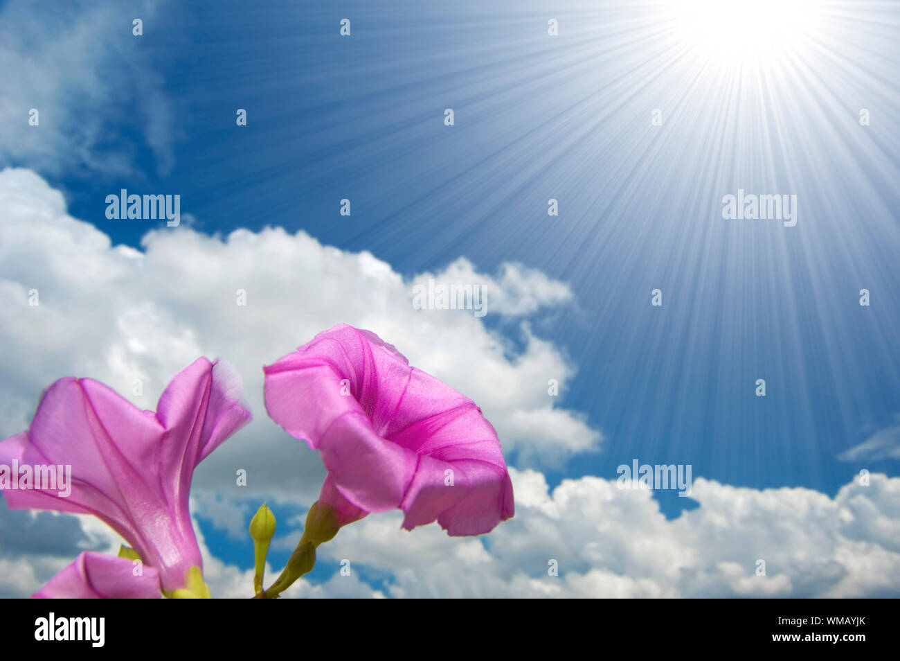 Clouds morning glory hi-res stock photography and images - Alamy
