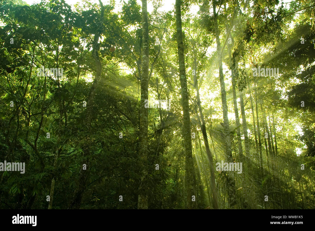 green forest with ray of light Stock Photo - Alamy