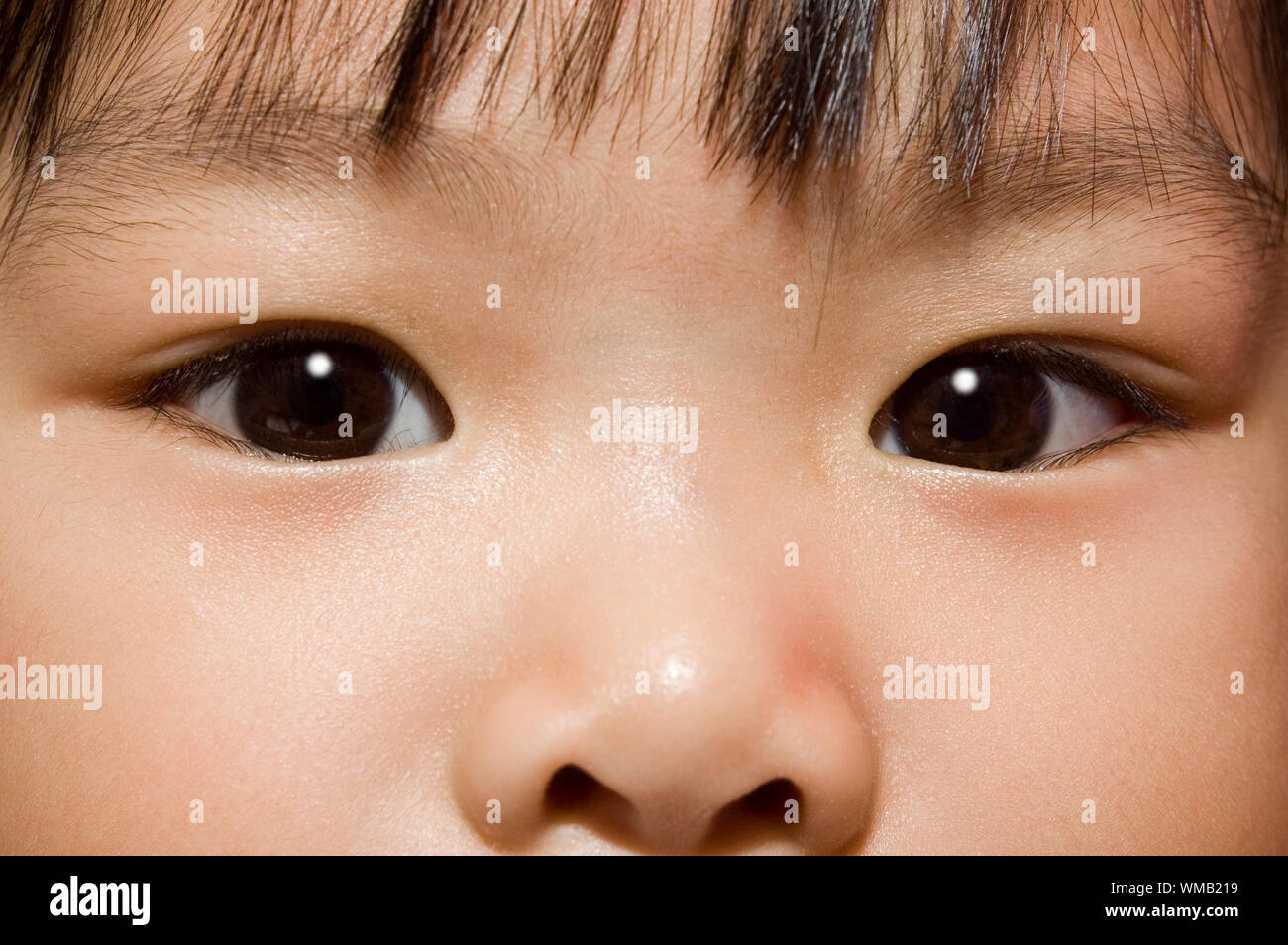 Asian hazel hires stock photography and images Alamy