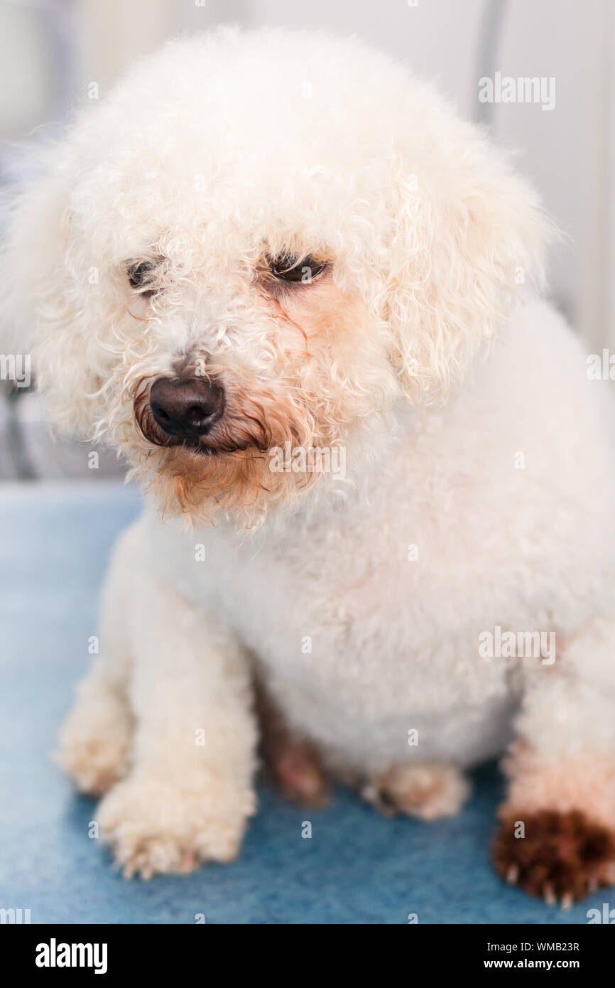 Bichon Bolognese dog breed with Malassezia pachydermatis Stock Photo