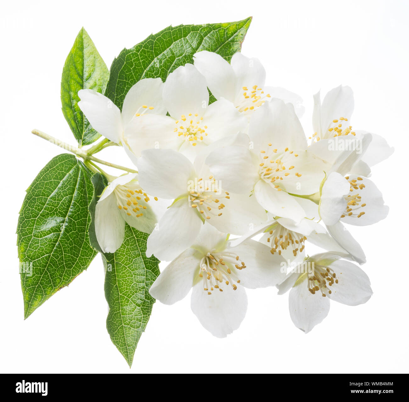 Blooming jasmine flower branch with jasmine leaves isolated on white