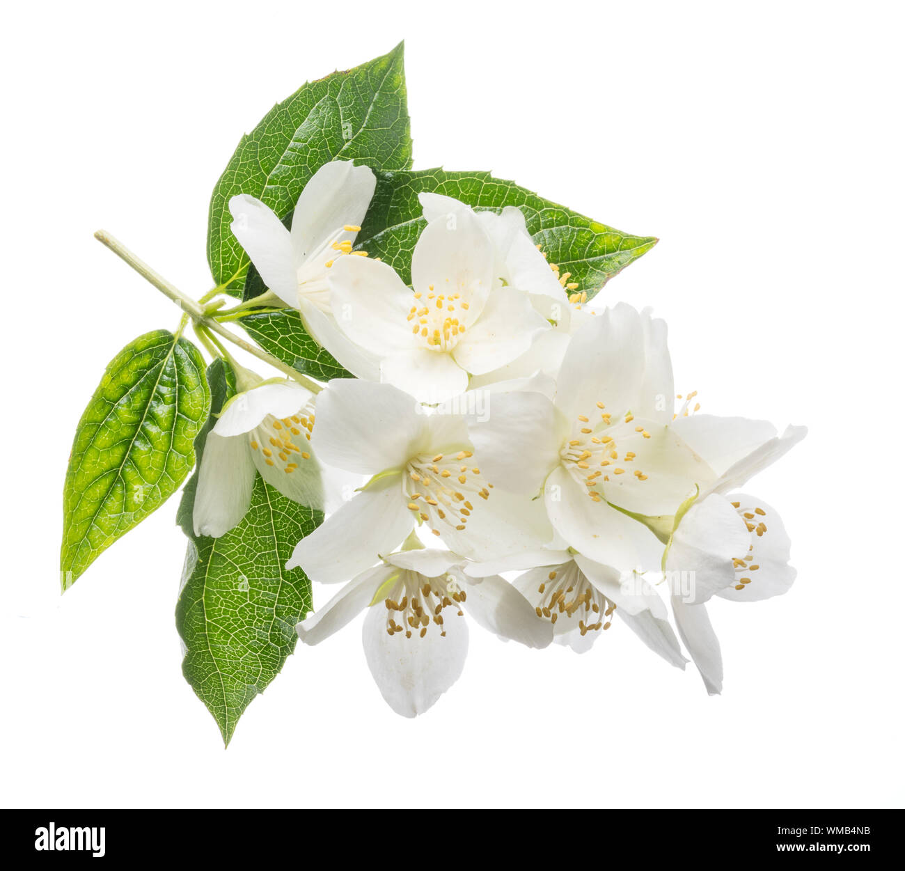 Blooming jasmine flower branch with jasmine leaves isolated on white ...