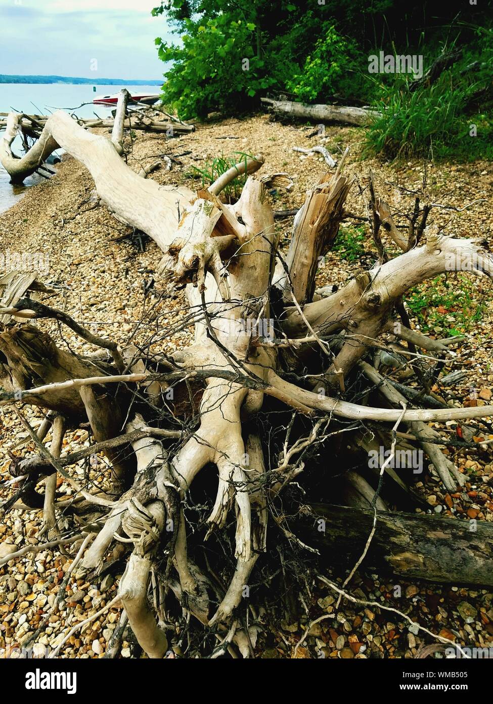 Dead Root High Resolution Stock Photography and Images - Alamy