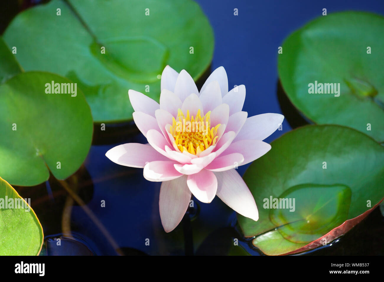 One Pink Water Lily Flower Blossom On Blue Water And Green Leaves Background Close Up Beautiful Purple Lily In Bloom On Pond Lotus Flower On Water Stock Photo Alamy