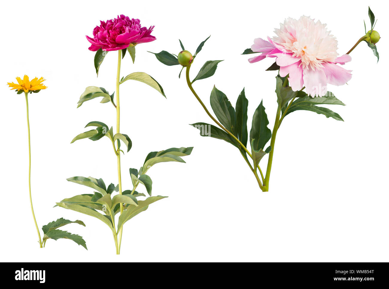 Two chrysanthemums and chamomile, isolated on white background Stock