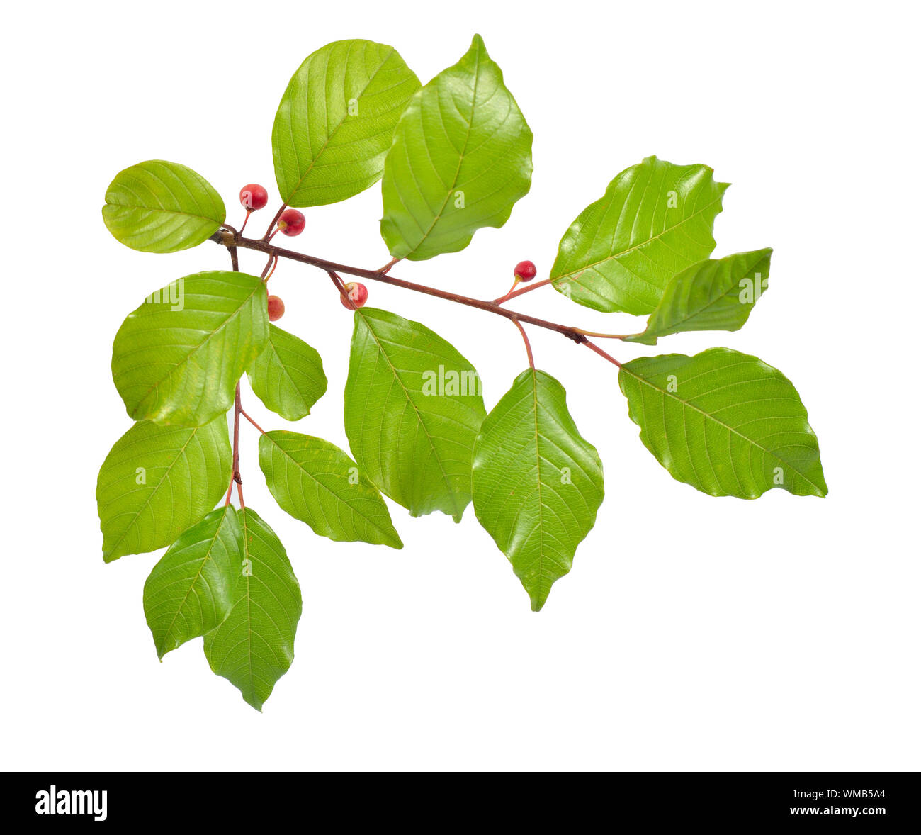 Frangula or buckthorns twig with berry isolated on white background. Stock Photo