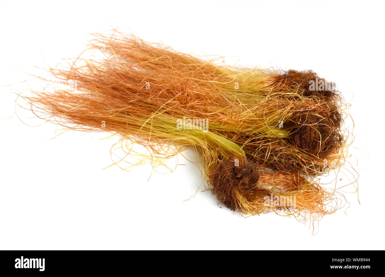 Corn or mature silk isolated on white background. Stock Photo