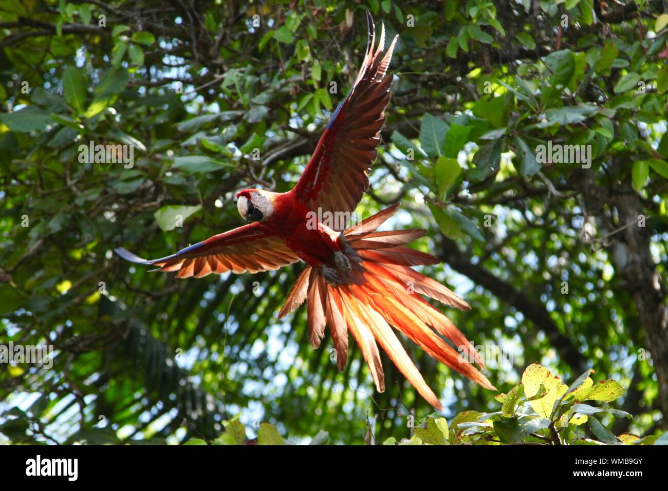 Low Angle View Of Scarlet Macaw Flying Against Trees Stock Photo