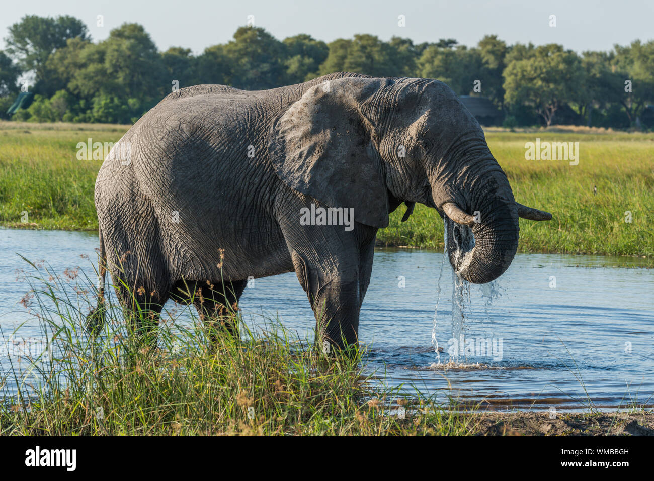 African Elephant Drinking Water At Waterhole Stock Photo