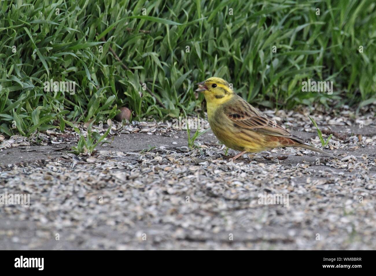 Yellow hammer hires stock photography and images Alamy
