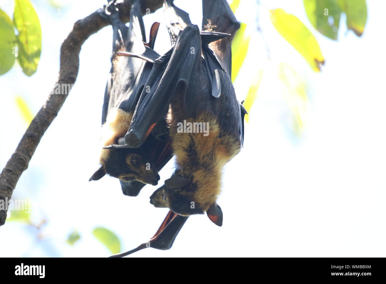 Bats hanging on tree hires stock photography and images Alamy