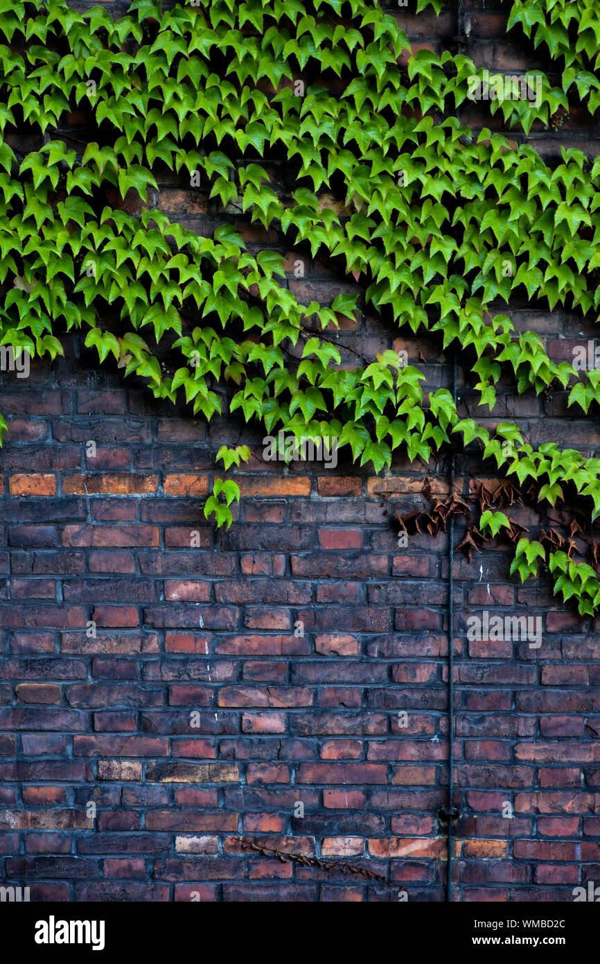 Creeper Plants Growing On Brick Wall Stock Photo Alamy