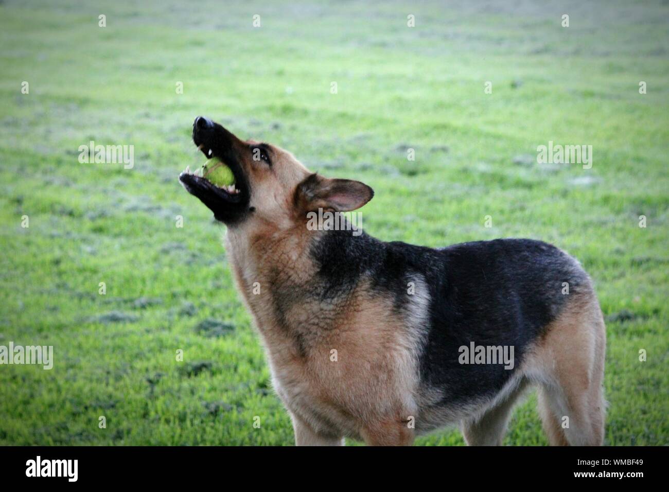 german shepherd park