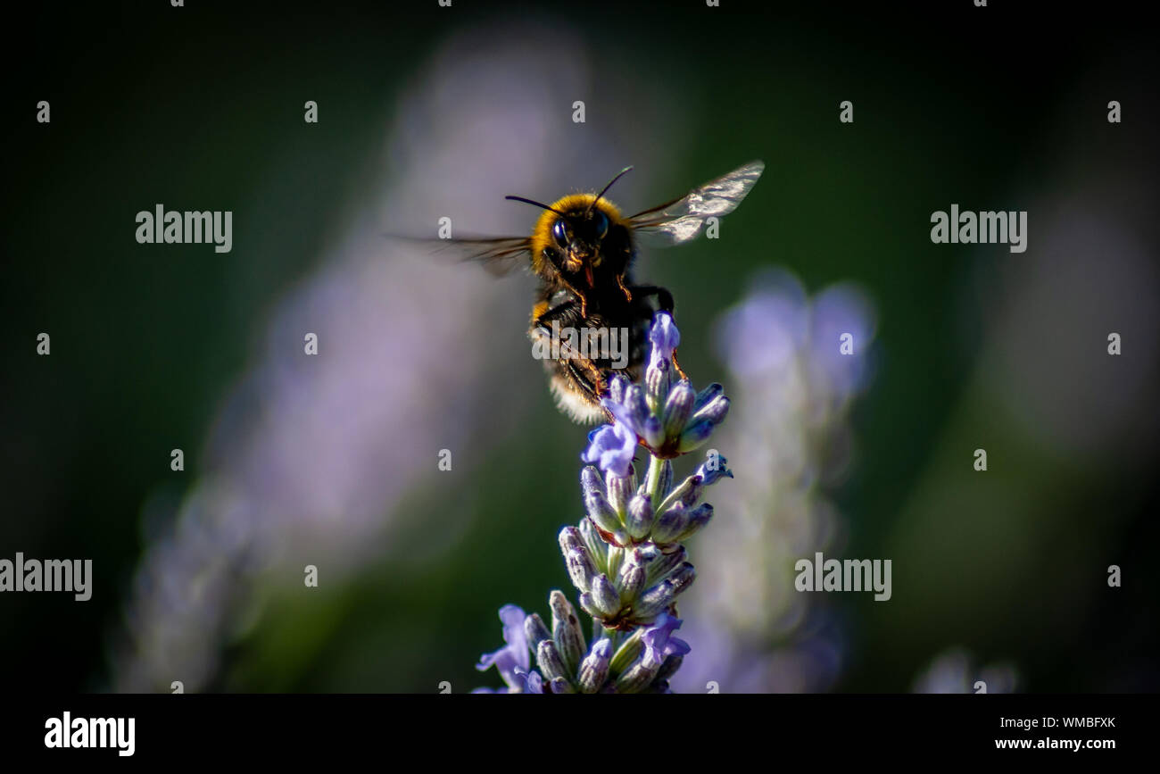 A closeup macro shot of a bumblebee taking off from a lavender flower Stock Photo