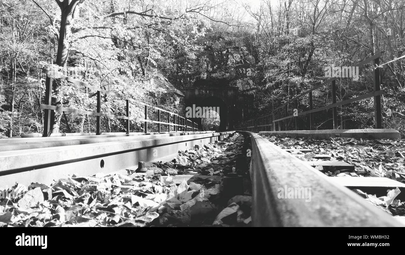Railroad Tracks Amidst Trees On Field Stock Photo