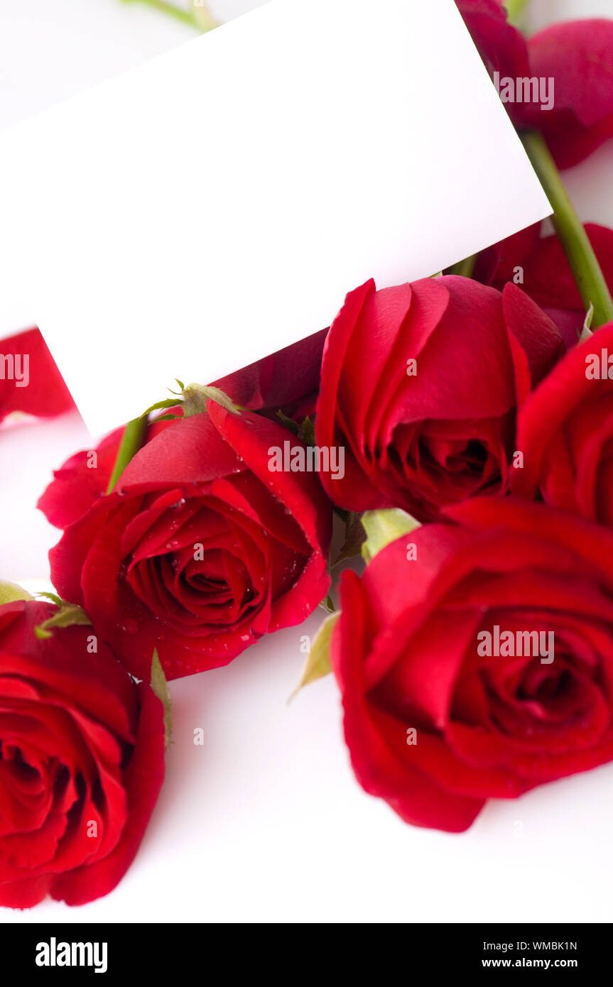Red rose with petals and blank gift card for text Stock Photo - Alamy