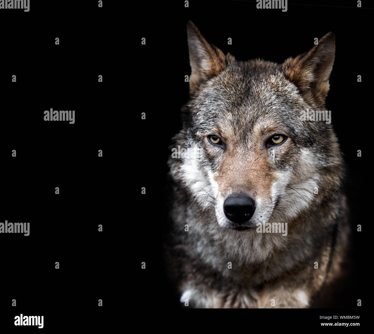 Close up wolf hi-res stock photography and images - Alamy