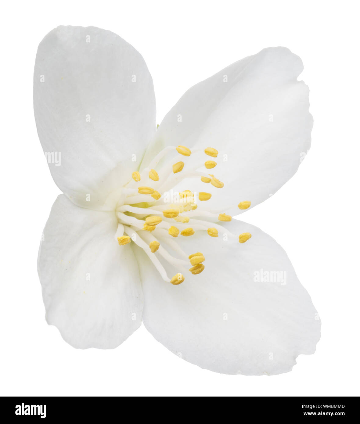 Tender jasmine flower on white background. File contains clipping path. Stock Photo