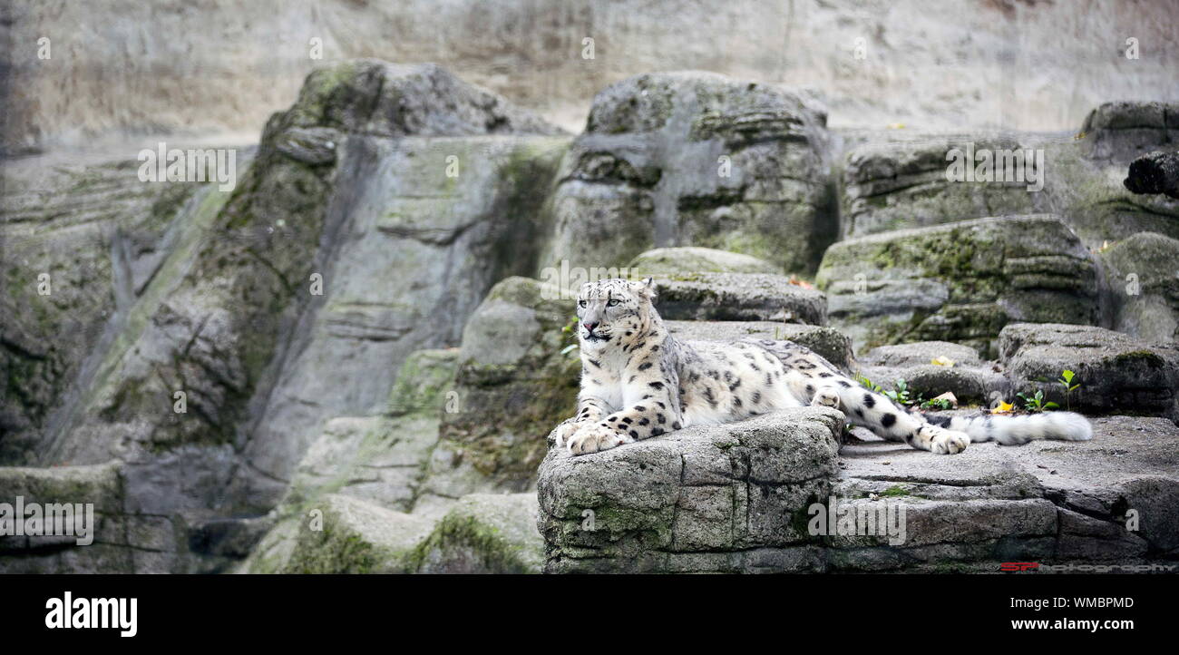 Snow Leopard On Rock Formation Stock Photo Alamy