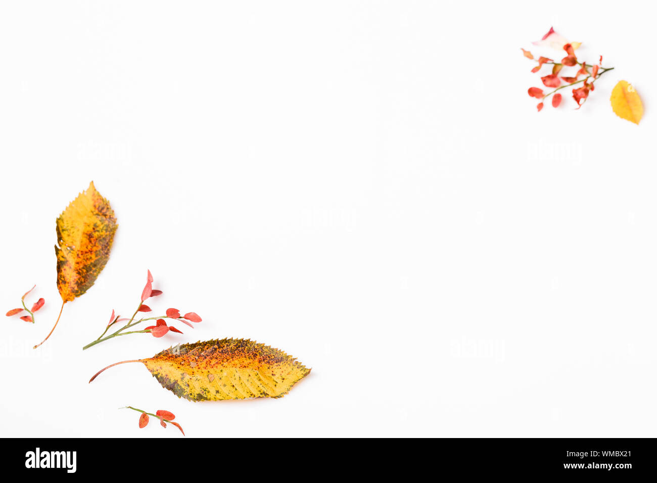 Autumn composition made of autumn dry multi-colored leaves on white background. Autumn, fall concept. Stock Photo