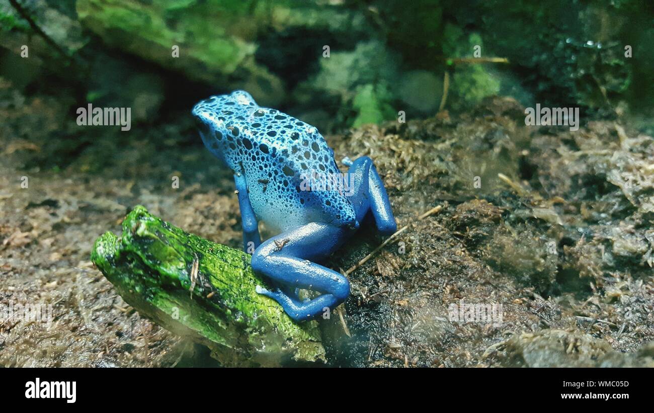 Blue Poison Arrow Frog On Field Stock Photo